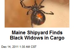 Maine Shipyard Finds Dozens of Black Widows in Cargo