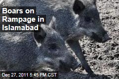 Boars on Rampage in Islamabad, Pakistan