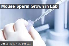Mouse Sperm Grown in Lab