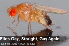 Flies Gay, Straight, Gay Again