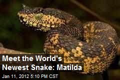 Meet the World&#39;s Newest Snake: Matilda