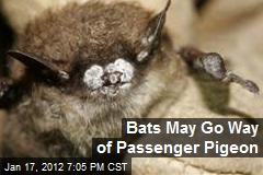 Bats May Go Way of Passenger Pigeon