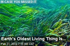 Earth&#39;s Oldest Living Thing Is...