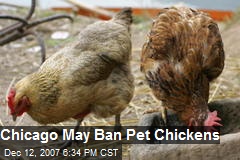 Chicago May Ban Pet Chickens