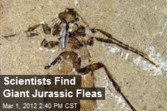 Scientists Find Giant Jurassic Fleas