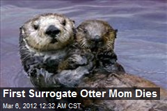 First Surrogate Otter Mom Dies