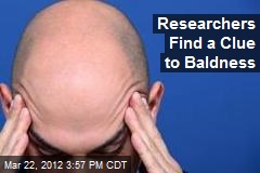 Researchers Find a Clue to Baldness