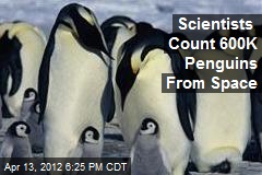 Scientists Count 600K Penguins From Space