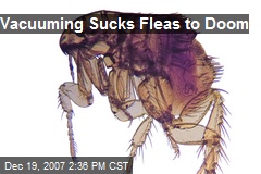 Vacuuming Sucks Fleas to Doom