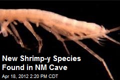 New Shrimp-y Species Found in NM Cave