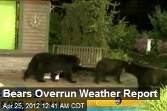 Bears Overrun Weather Report