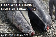 Dead Whale Yields Golf Ball, Other Junk