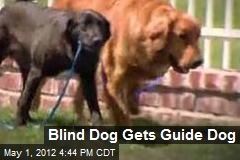 Blind Dog Gets Guide Dog