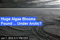 Huge Algae Blooms Found ... Under Arctic?