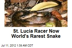 St. Lucia Racer Now World&#39;s Rarest Snake