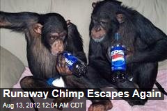 Runaway Chimp Escapes Again