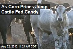 As Corn Prices Jump, Cattle Fed Candy