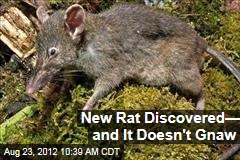 New Rat Discovered&mdash; and It Doesn&#39;t Gnaw