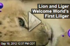 Lion and Liger Welcome World&#39;s First Liliger