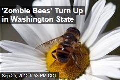 &#39;Zombie Bees&#39; Turn Up in Washington State