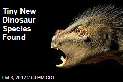 Tiny New Dinosaur Species Found