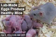 Lab-Made Eggs Produce Healthy Mice
