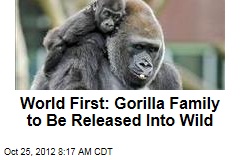 World First: Gorilla Family to Be Released Into Wild
