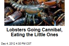 Warm Weather Turning Lobsters Into Cannibals