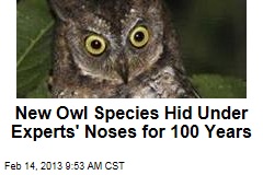 New Owl Species Hid Under Experts&#39; Noses for 100 Years