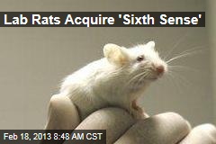Lab Rats Acquire &#39;Sixth Sense&#39;