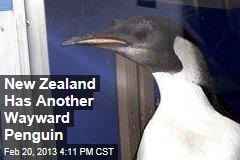 New Zealand Has Another Wayward Penguin