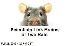 Scientists Link Brains of Two Rats