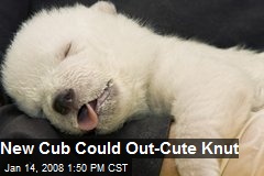 New Cub Could Out-Cute Knut