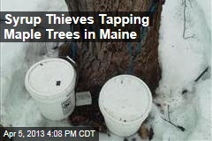 Syrup Thieves Tapping Maple Trees in Maine