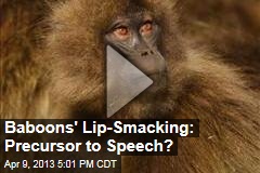 Baboons&#39; Lip-Smacking: Precursor to Speech?