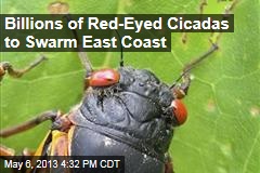 Billions of Red-Eyed Cicadas to Swarm East Coast