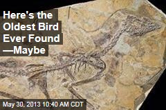 Here&#39;s the Oldest Bird Ever Found &mdash;Maybe