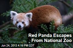 Red Panda Escapes From National Zoo