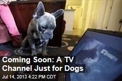 Coming Soon: A TV Channel Just for Dogs