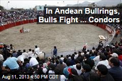 In Andean Bullrings, Bulls Fight ... Condors