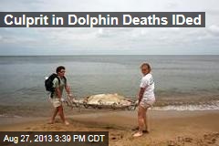 Culprit in Dolphin Deaths: Measles-Like Virus
