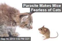 Parasite Makes Mice Fearless of Cats