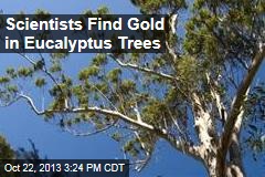 Scientists Find Gold in Eucalyptus Trees