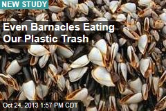 Even Barnacles Eating Our Plastic Trash