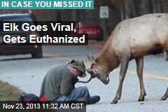 Elk Goes Viral, Gets Euthanized