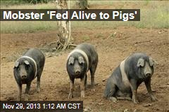 Mobster &#39;Fed Alive to Pigs&#39;