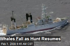 Whales Fall as Hunt Resumes