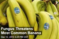 Fungus Threatens Most Common Banana
