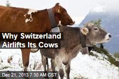 Why Switzerland Airlifts Its Cows