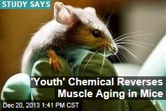 &#39;Youth&#39; Chemical Reverses Muscle Aging in Mice